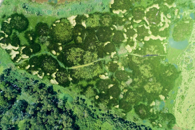 Aerial view drone shot Top down of Green forest and lake 