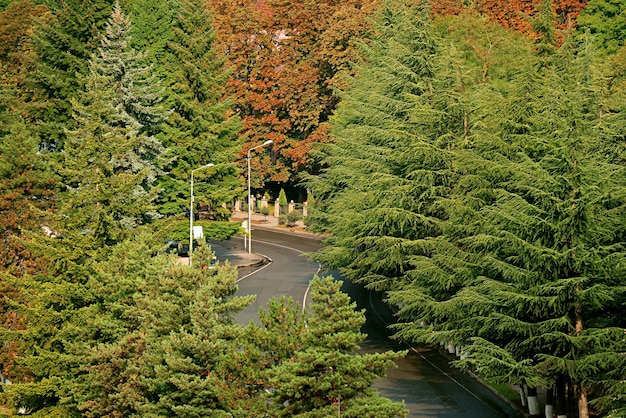 Aerial view of empty curved road among autumn pine foliage