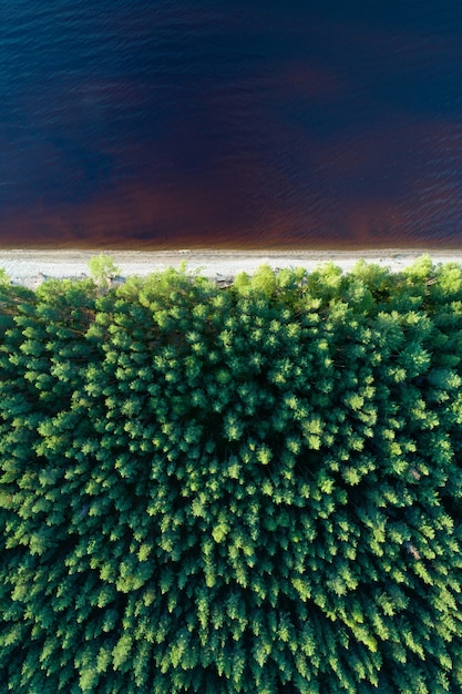 Aerial view of empty lake shore with coniferous forest