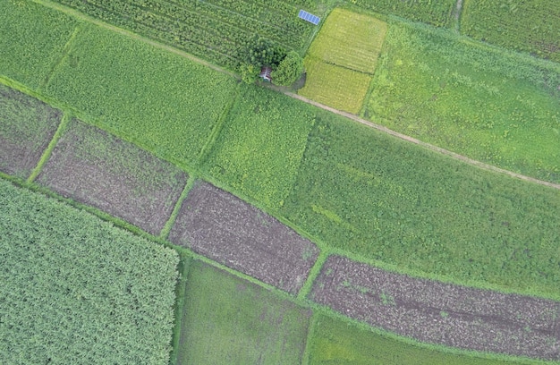 Aerial view farm land of drone with high view of local\
agriculture land