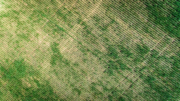 Veduta aerea di una fattoria con soia o piantagione di fagioli.