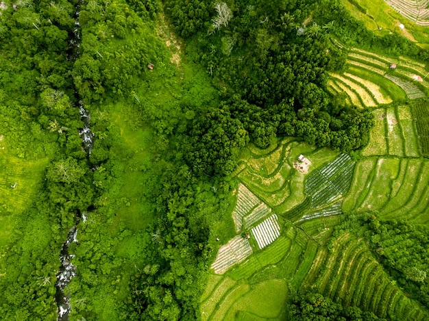 Vista aerea del terreno agricolo con terrazza del campo di riso