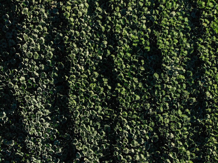 Photo aerial view of field of culture in ejido of
