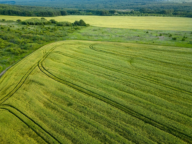 Aerial view of fielf of fresh young wheat rye ears in the morning light