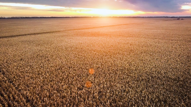 Aerial view Flight over the golden field of corn mature corn sunset with sunbeams farm fields