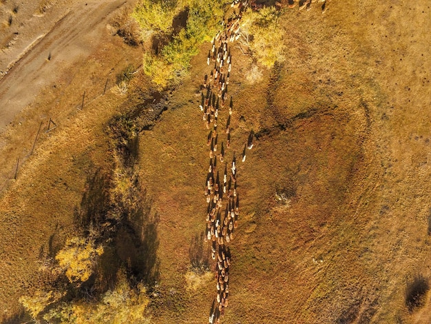 Photo aerial view of flock of sheep on landscape