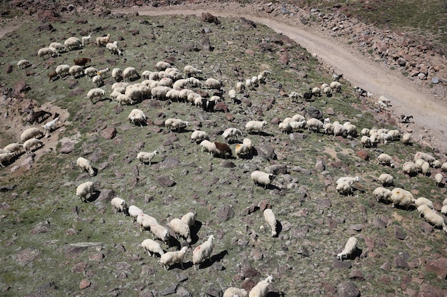 Aerial view of flock of sheep