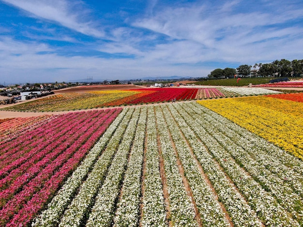 Aerial view of Flower Fields. tourist can enjoy hillsides of colorful Giant Ranunculus