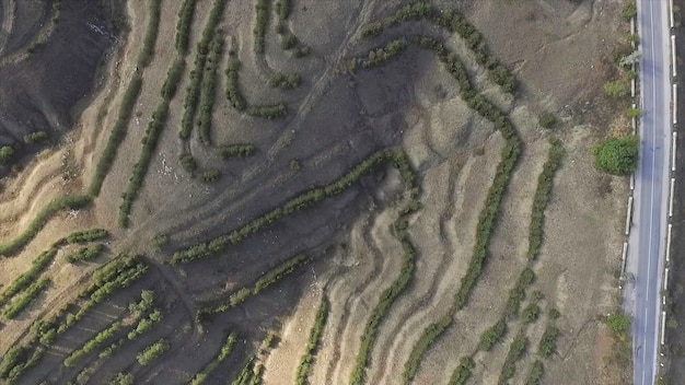 Aerial view flying over desert at sunrise as the trees cast their shadows across the landscape