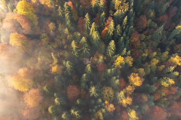aerial view of the foggy forest during autumn