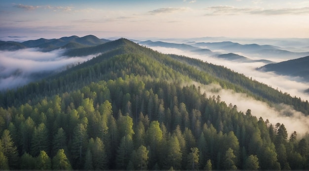 Aerial view of foggy pine forest and mountains