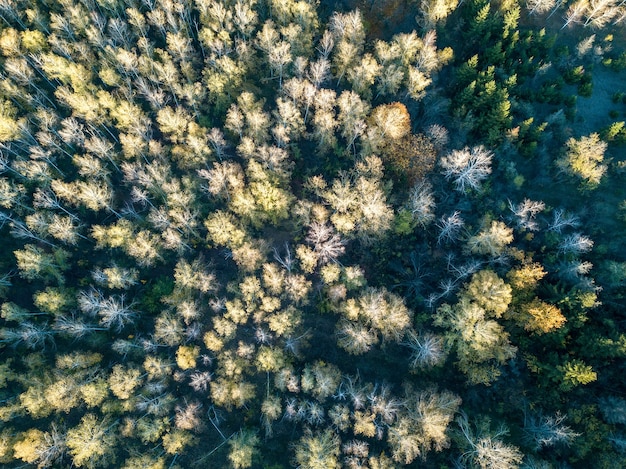 Вид с воздуха на лес осенью с красочными деревьями. Фотография с дрона.