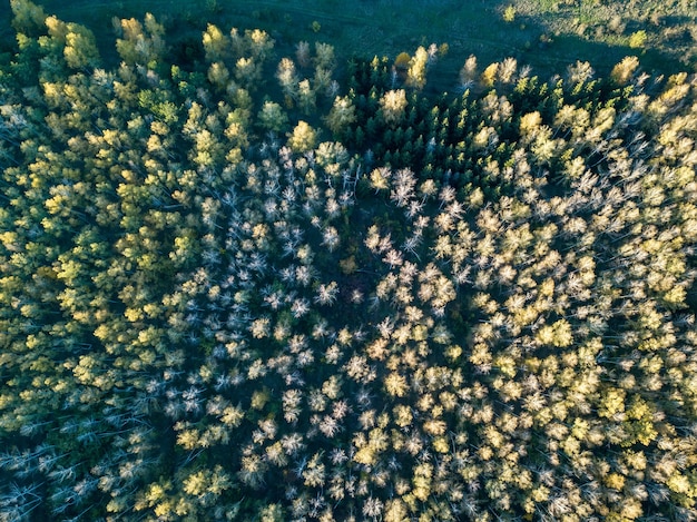 화려한 나무가 있는 가을 숲의 공중 전망. 드론촬영.