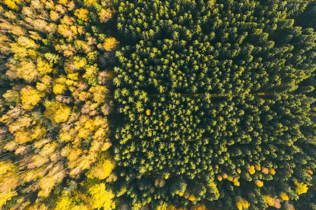 Aerial view of forest in autumn with colorful trees