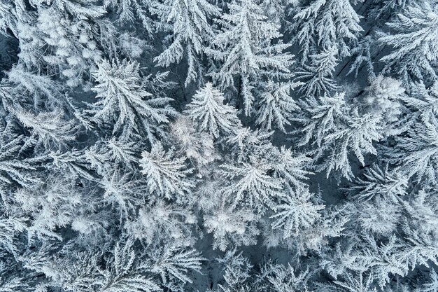 森に覆われた湿った雪の航空写真