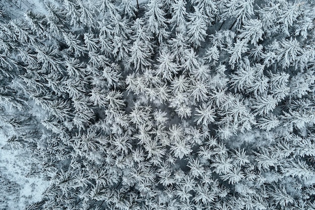 森に覆われた湿った雪の航空写真