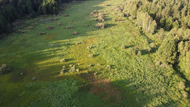 夏の日の森の端と芝生のフィールドの境界線の航空写真緑の木々と空き地のクリアトップビュー上からストックフォト