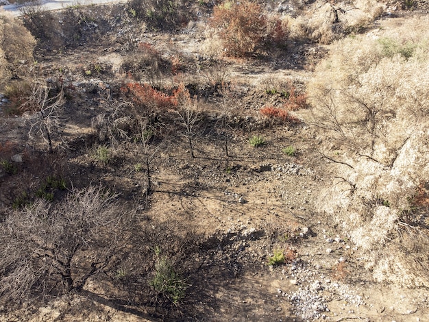 Photo aerial view forest fire in red pine forests