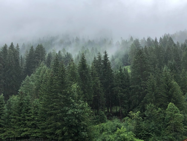 Взгляд с воздуха на лес под туманным небом