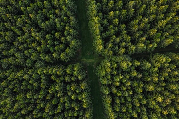 ドイツの森の小道の航空写真。ドローンで撮影した写真