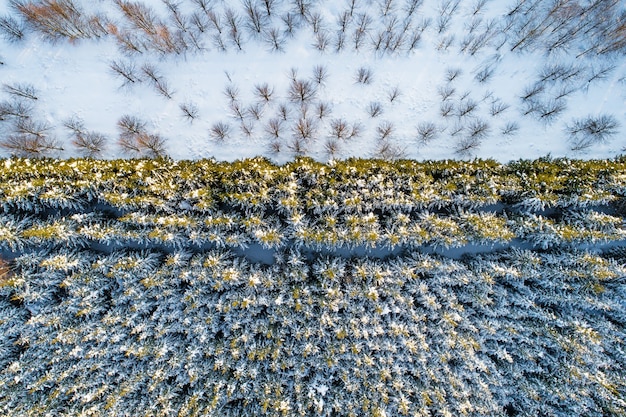 Aerial view of forest plantations