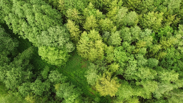 Aerial view of forest during a summer day