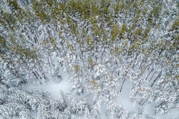 Aerial view of forest at a winter Drone photo