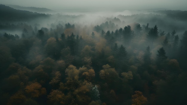 Aerial view of a forest with a foggy sky and trees in the foreground.