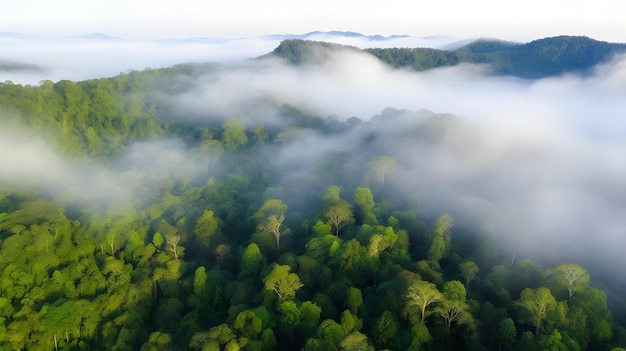Aerial view of a forest with a mountain in the background