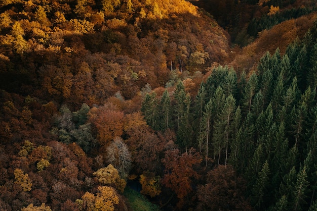 aerial view of forest