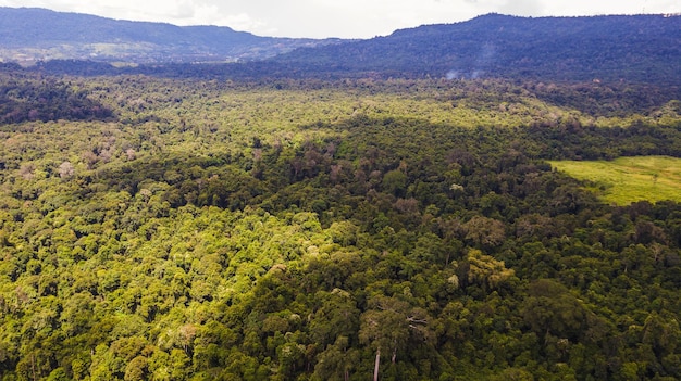 An aerial view of forest