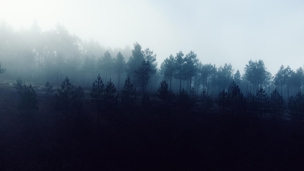 aerial view of forest