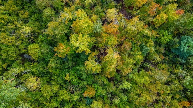 Aerial view over the forestxABackground of tree tops