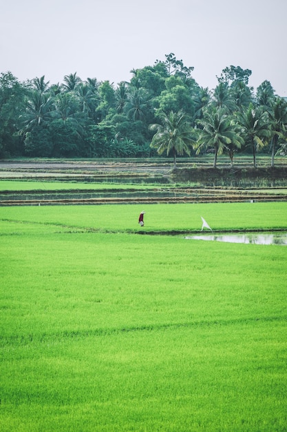 Aerial view of fresh green and yellow rice fields and palmyra\
trees in mekong delta tri ton town an giang province vietnam ta pa\
rice field