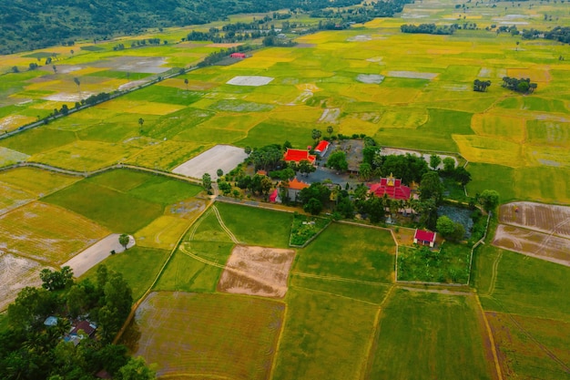 Aerial view of fresh green and yellow rice fields and palmyra\
trees in mekong delta tri ton town an giang province vietnam ta pa\
rice field