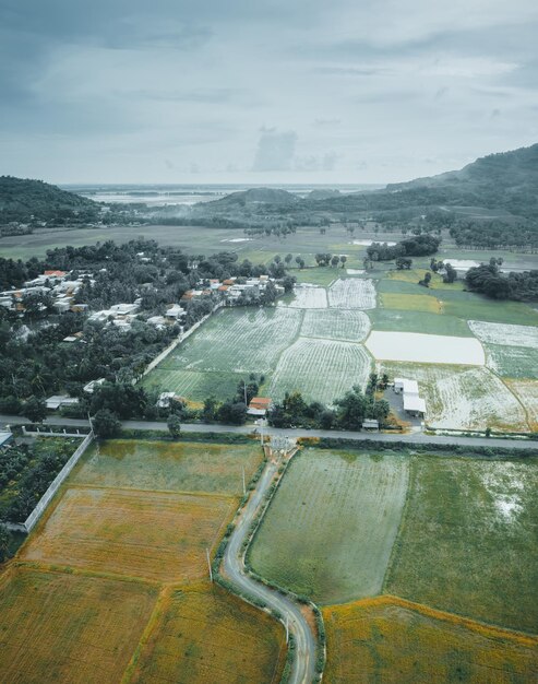 Aerial view of fresh green and yellow rice fields and palmyra\
trees in mekong delta tri ton town an giang province vietnam ta pa\
rice field