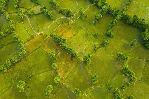 Aerial view of fresh green and yellow rice fields and palmyra\
trees in mekong delta tri ton town an giang province vietnam ta pa\
rice field