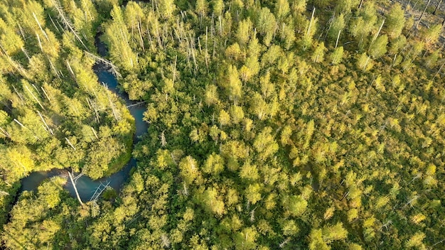 Aerial view from drone of young trees. Little river. Nature landscape.