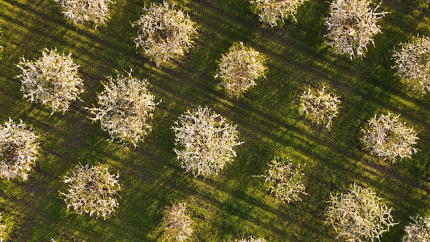 Aerial view from flying drone of blooming apple trees in spring orchard