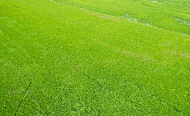 Aerial view from flying drone of Field rice with landscape green pattern nature background top view field rice