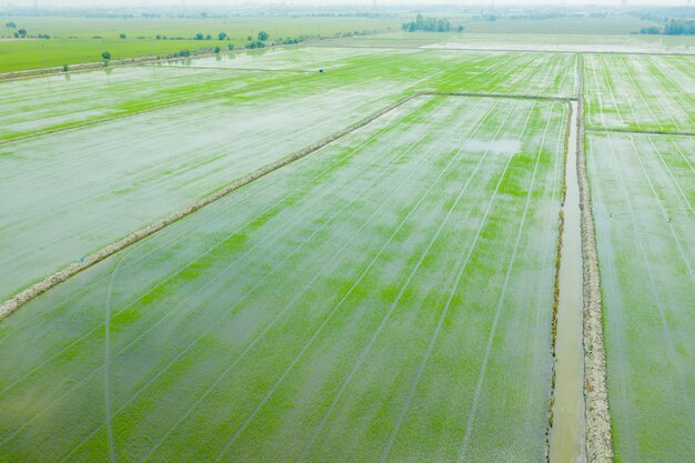 Vista aerea dal drone volante di riso di campo con sfondo di natura modello paesaggio verde, riso campo vista dall'alto