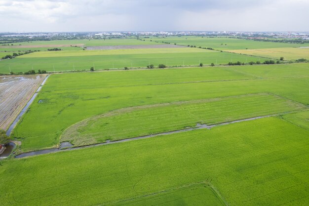 Vista aerea dal drone volante del campo di riso con paesaggio verde modello natura sfondo vista dall'alto campo di riso