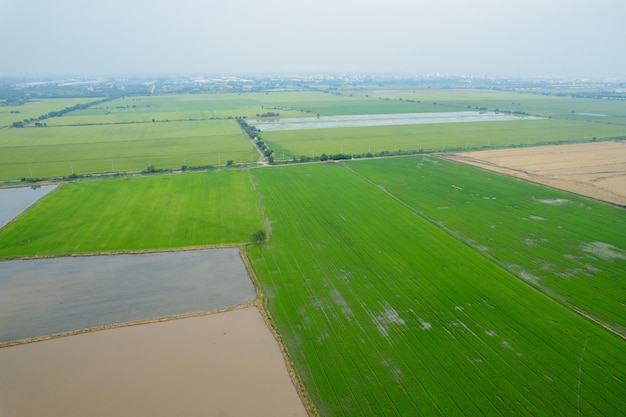 Aerial view from flying drone of Field rice with landscape green pattern nature background top view field rice