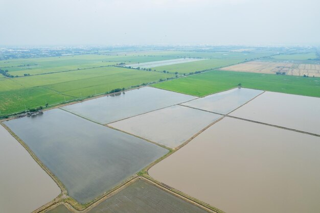 Aerial view from flying drone of Field rice with landscape green pattern nature background top view field rice