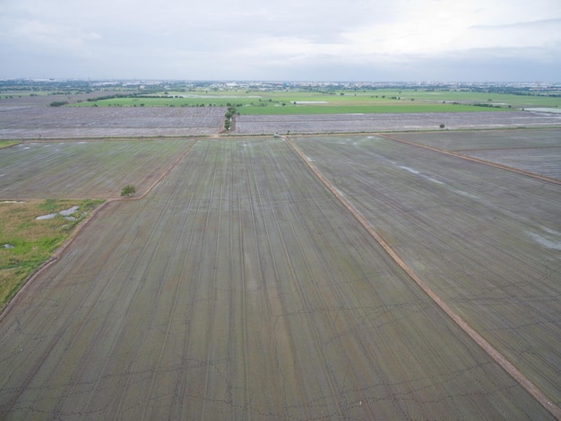 aerial view from flying drone of Field rice with landscape green pattern nature background top view