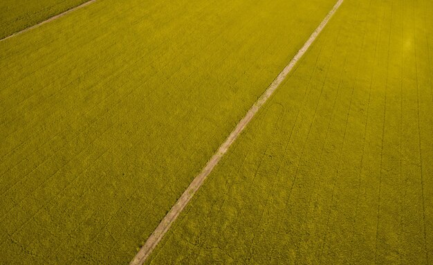 aerial view from flying drone of Field rice with landscape green pattern nature background