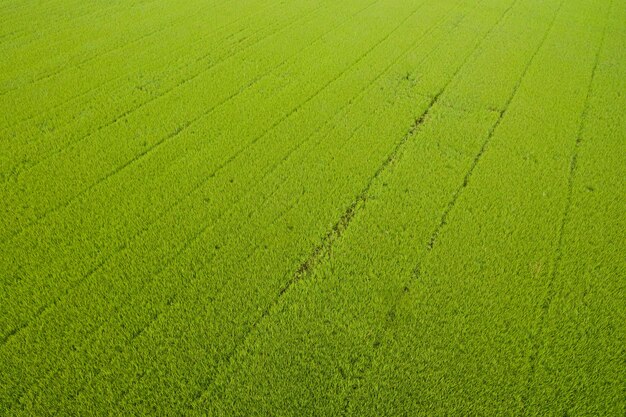 Aerial view from flying drone of Field rice