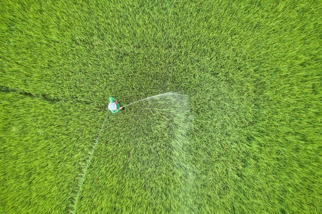 Veduta aerea dal drone volante. agricoltore tailandese che spruzza prodotto chimico al giovane giacimento verde del riso