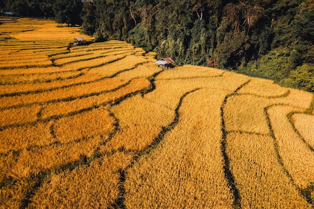 Aerial view of golden rice terrace field in Chiang Mai Thailand