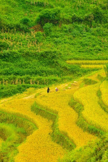 Aerial view of golden rice terraces at mu cang chai town near sapa city north of vietnam beautiful terraced rice field in harvest season in yen bai vietnam